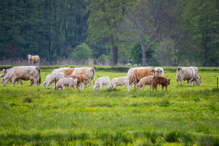 3. Rinderdiebstahl in der Lausitz - schon wieder ein großer Viehdiebstahl